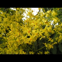 Savonnier, Koelreuteria paniculata (fam Sapindacees) (Asie, Chine, Coree) (5)
